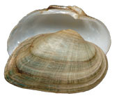 Mollusca