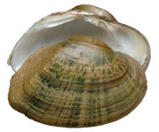 Mollusca