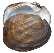 Mollusca