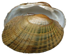 Mollusca