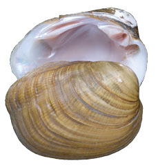 Mollusca