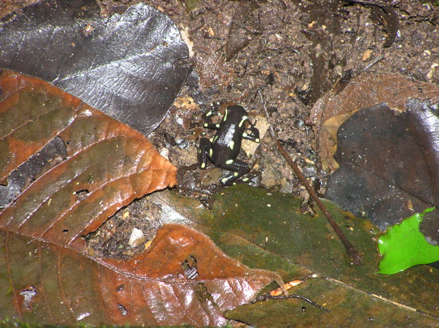 Dendrobates_auratus1030755