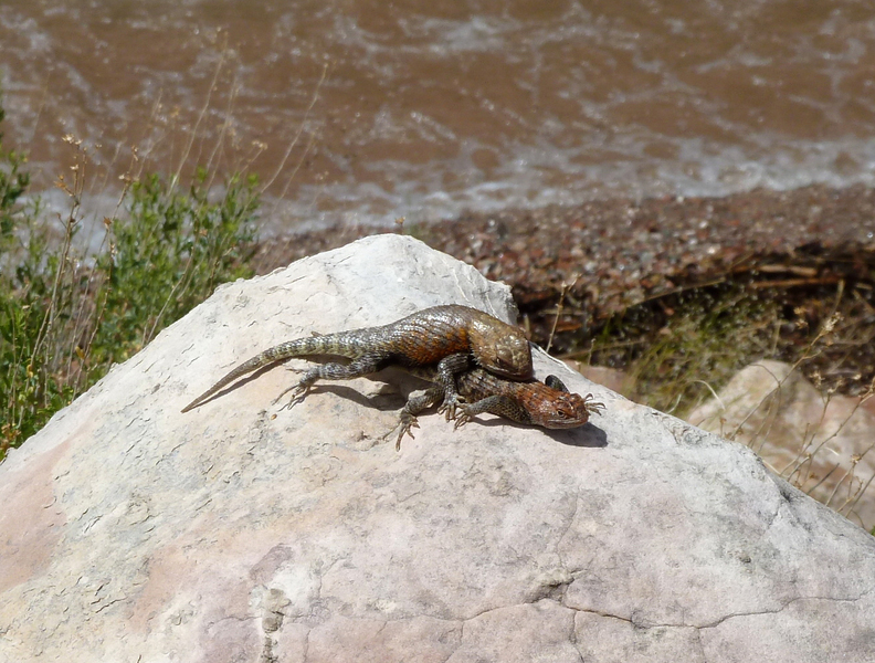 Sceloporus