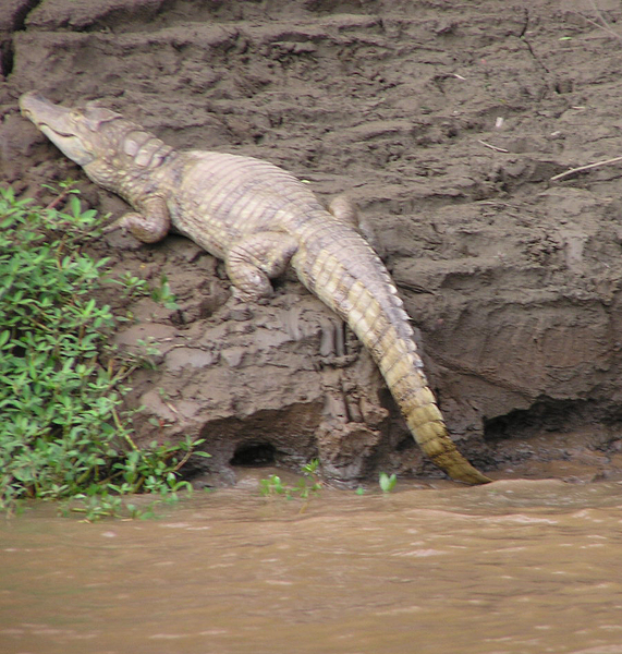 Caiman crocodilus