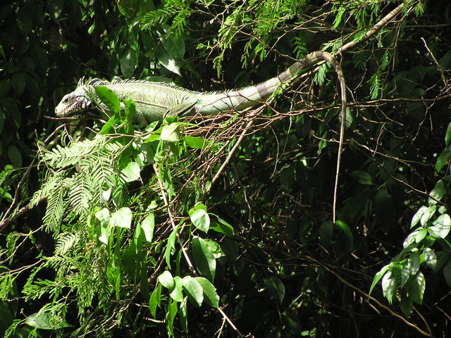 Photo of Iguana iguana