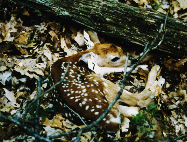 fawn