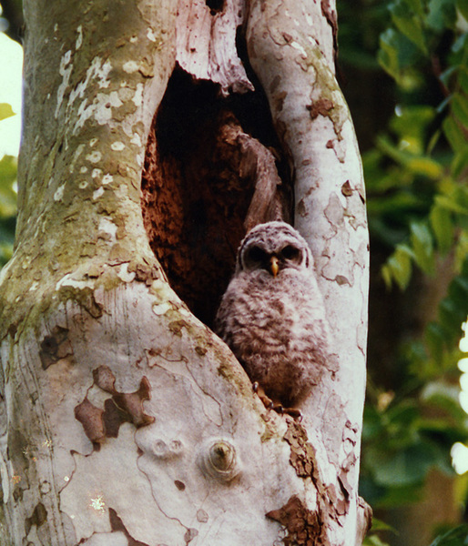 barredowl