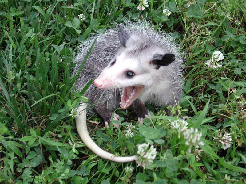 juvenile_opossum