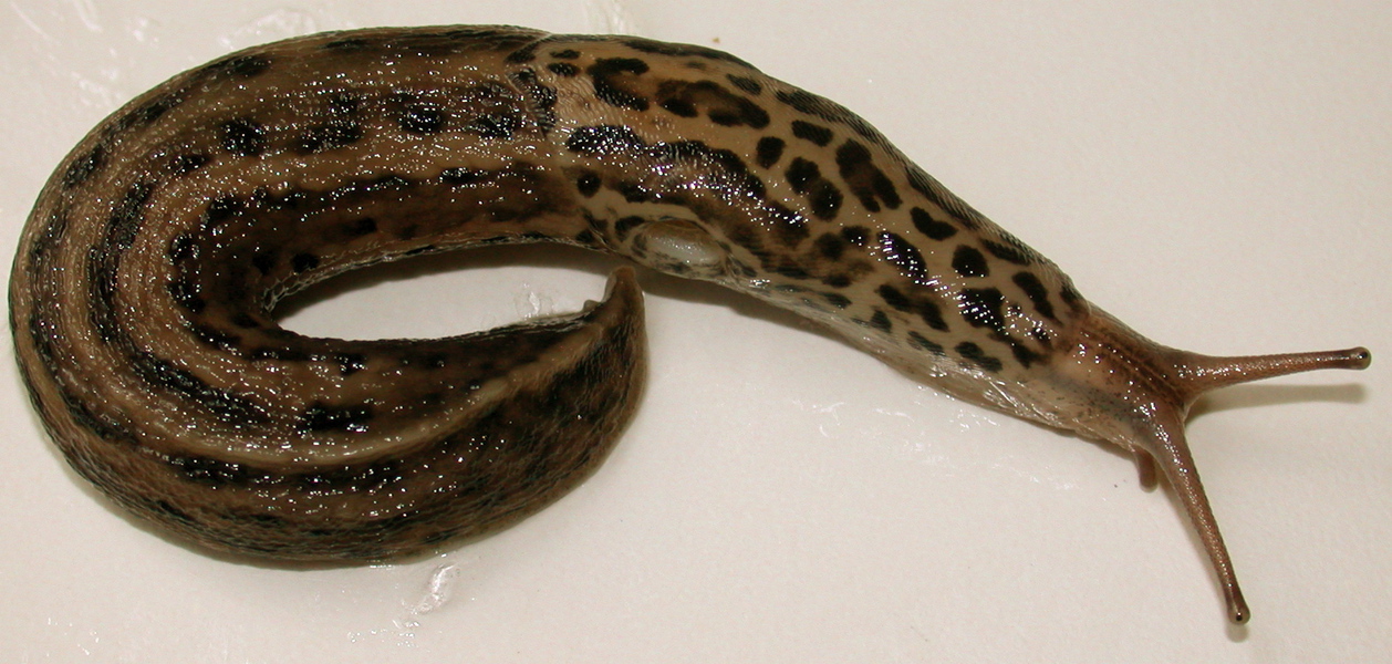 Limax maximus