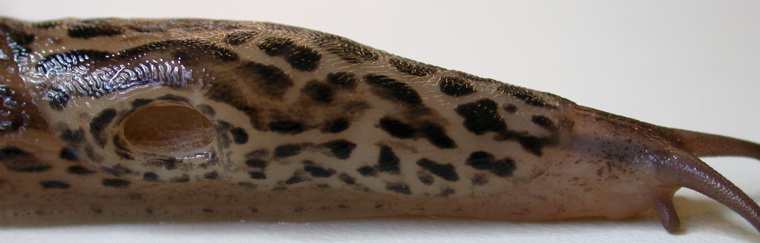 Photo of Limax maximus