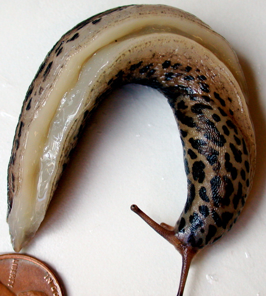 Limax