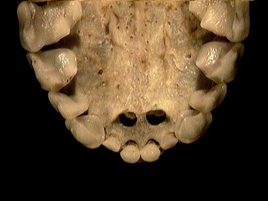 Craniata