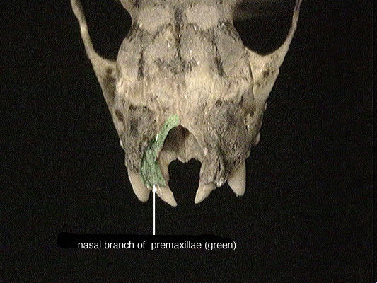 Craniata