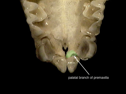 Sarcopterygii