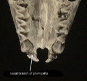 eptesicus_palatal_th