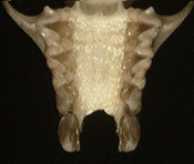 Deuterostomia