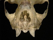 molossus_nasal_th