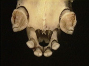 pteropus_palatal_th