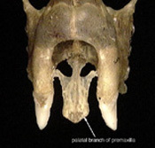 Craniata