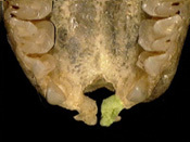 rhinopoma_palatal_th