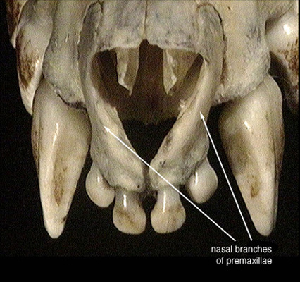 Chordata