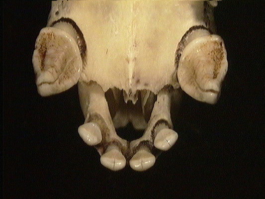 Craniata