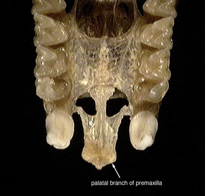 rhinolophus_pal_pmax