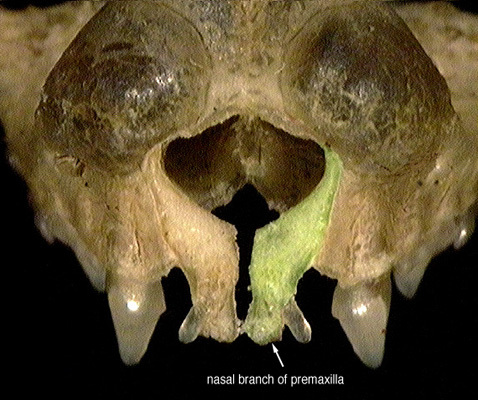 Euteleostomi