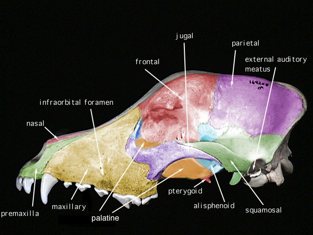 Deuterostomia