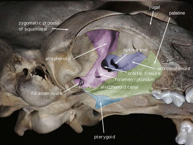 Tetrapoda