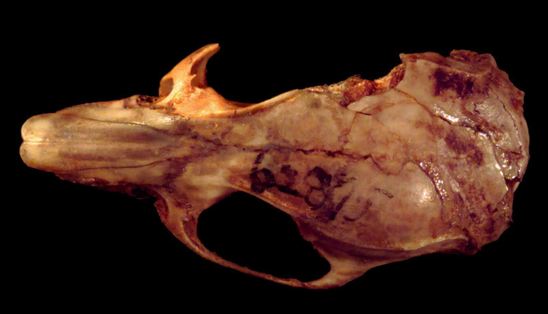 Vertebrata