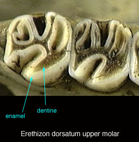 Gnathostomata