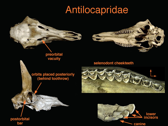 Artiodactyla