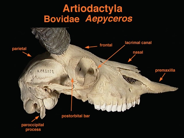 bovidae_lat