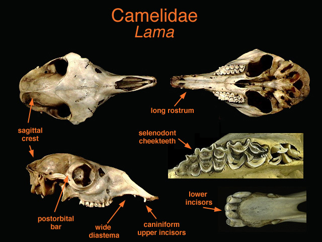 Craniata