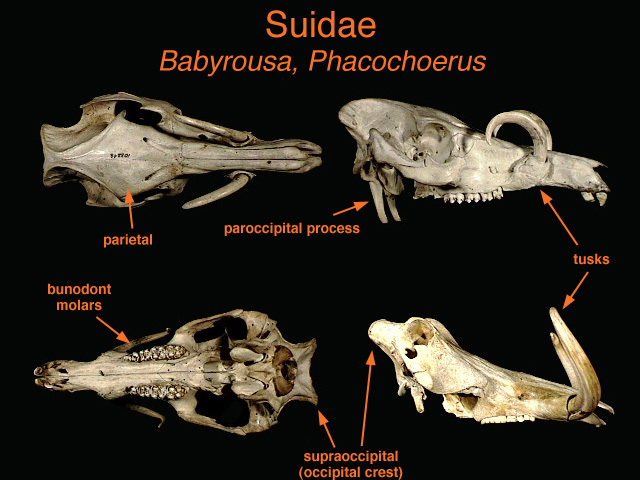 Sarcopterygii