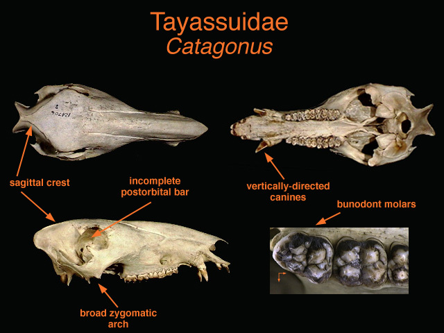 Craniata