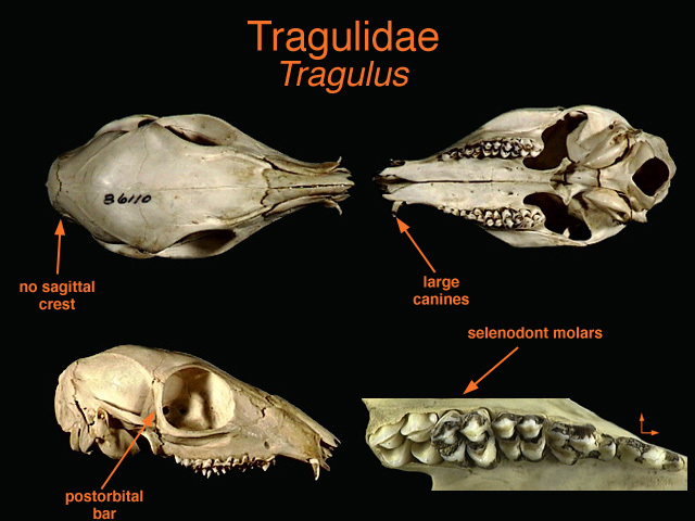 tragulidae