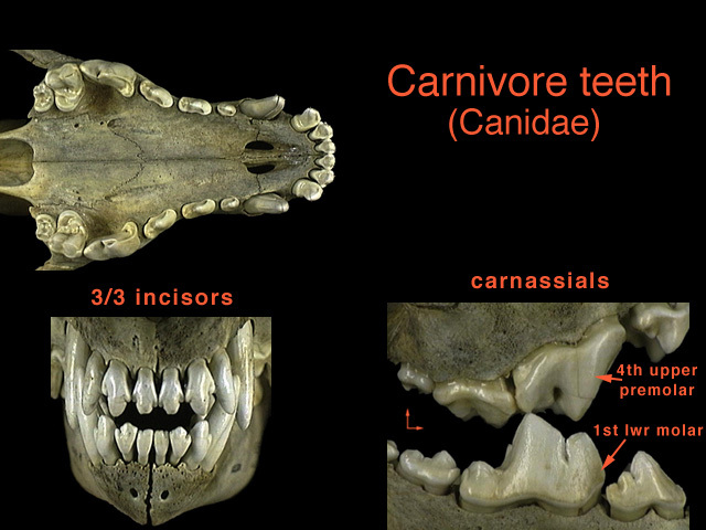 Craniata