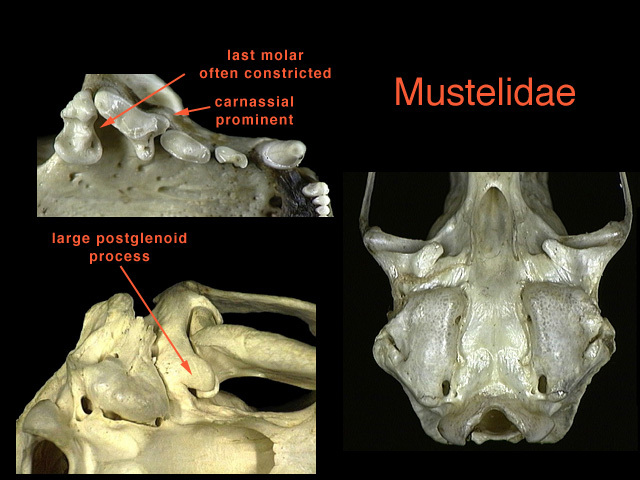 mustelidae2