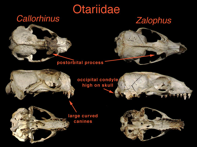 otariidae