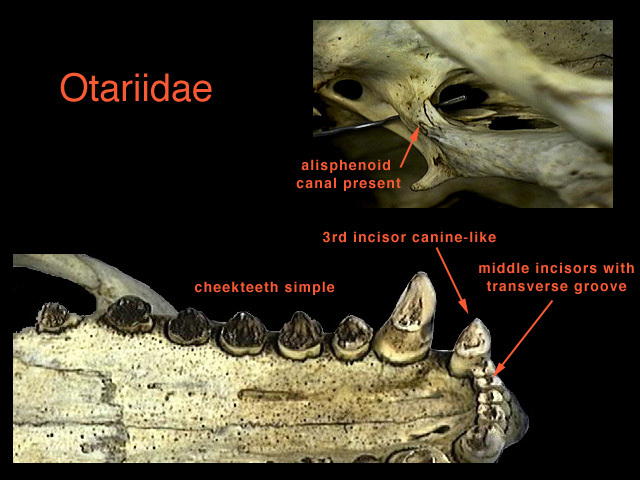 Sarcopterygii