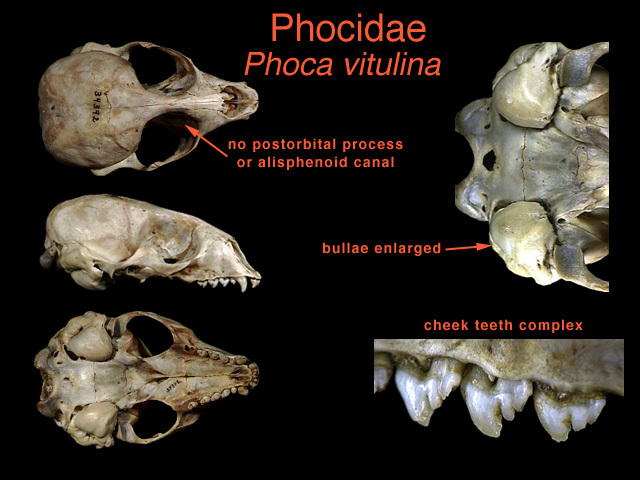 phocidae