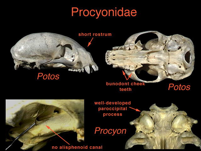 procyonidae