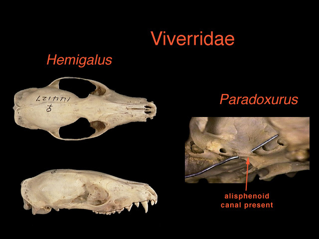 viverridae