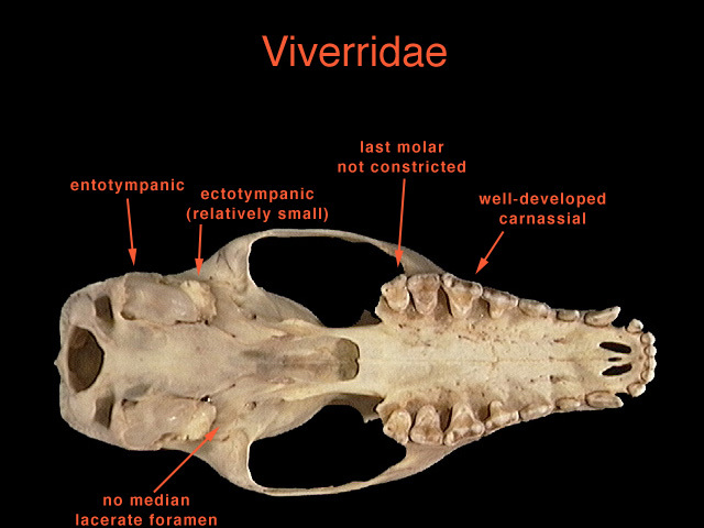 viverridae2