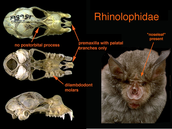 Rhinolophidae