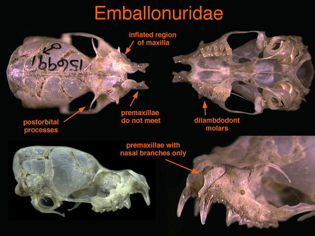 Sarcopterygii