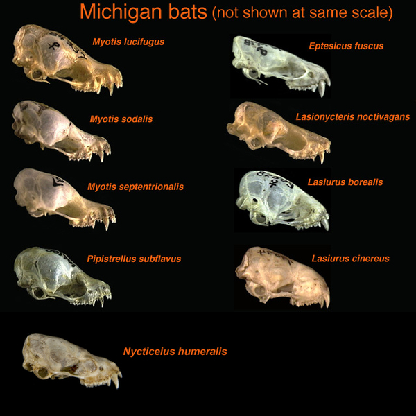 Euteleostomi