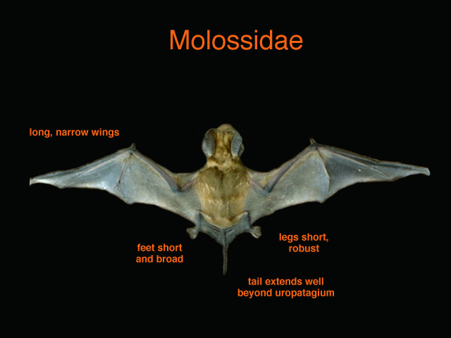 Euteleostomi